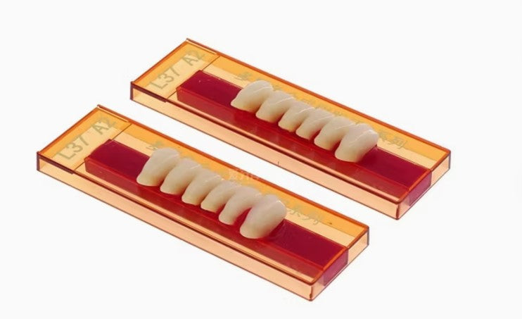 ACRYLIC TEETH - TWO LAYERS - HALF SET