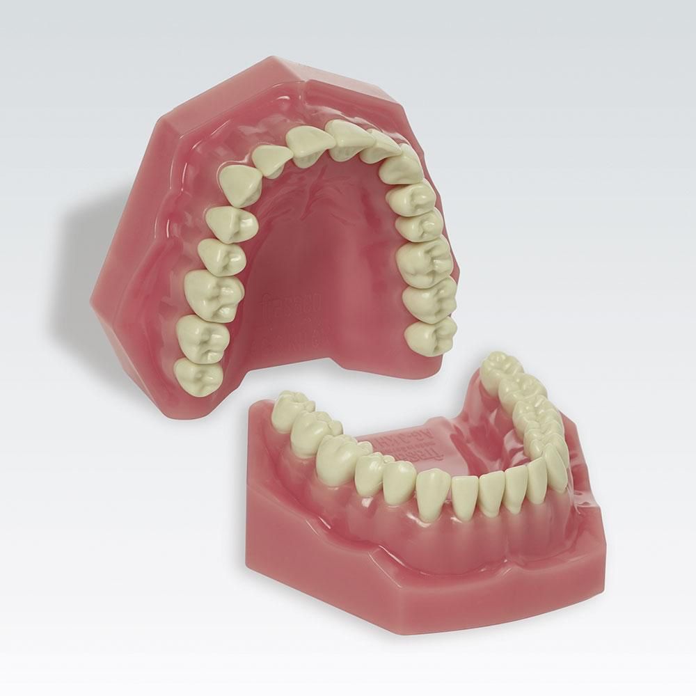 AG-3 KH Dental Model Hard Gums