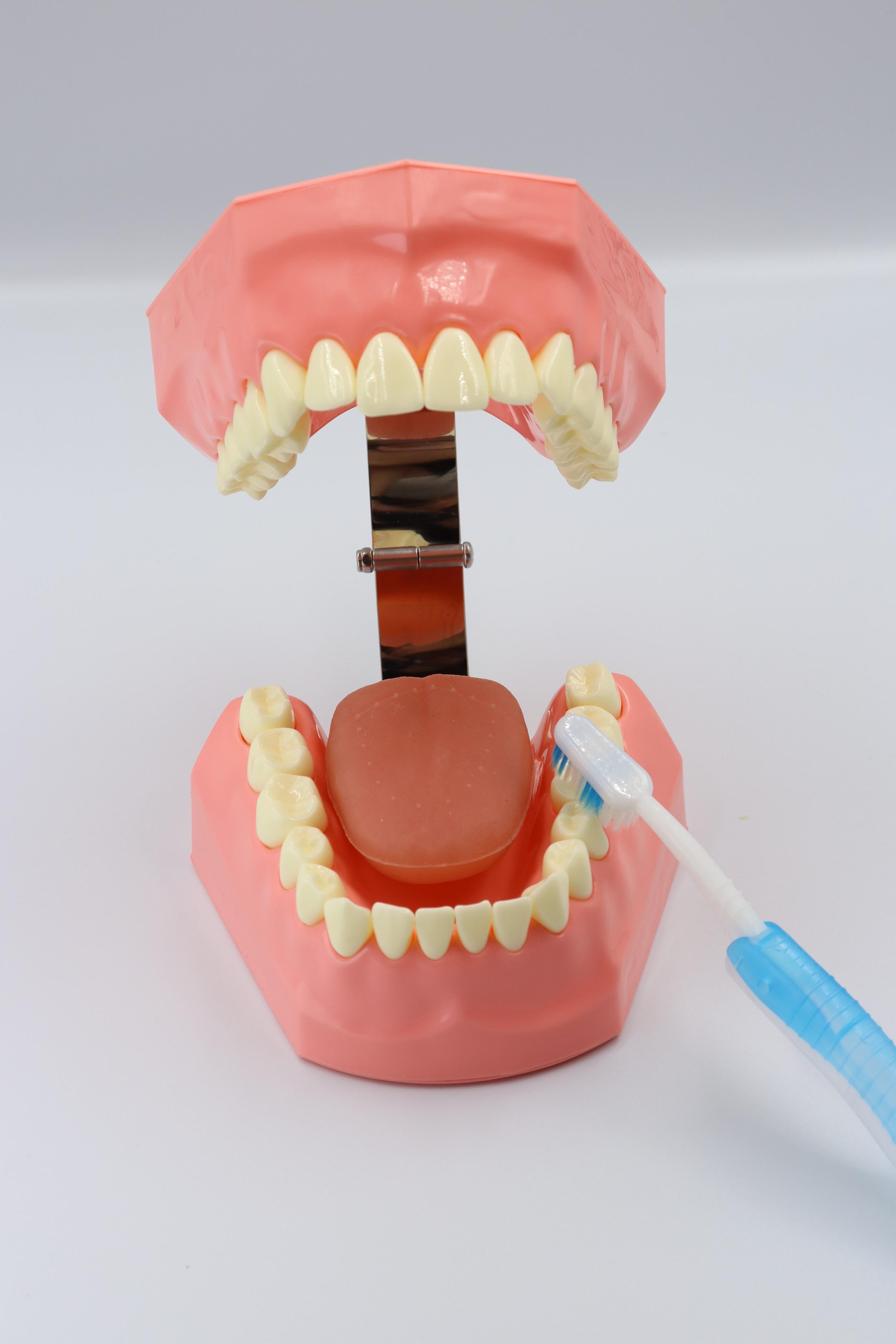 Dental Model With Tongue Big Size- With Tooth Brush