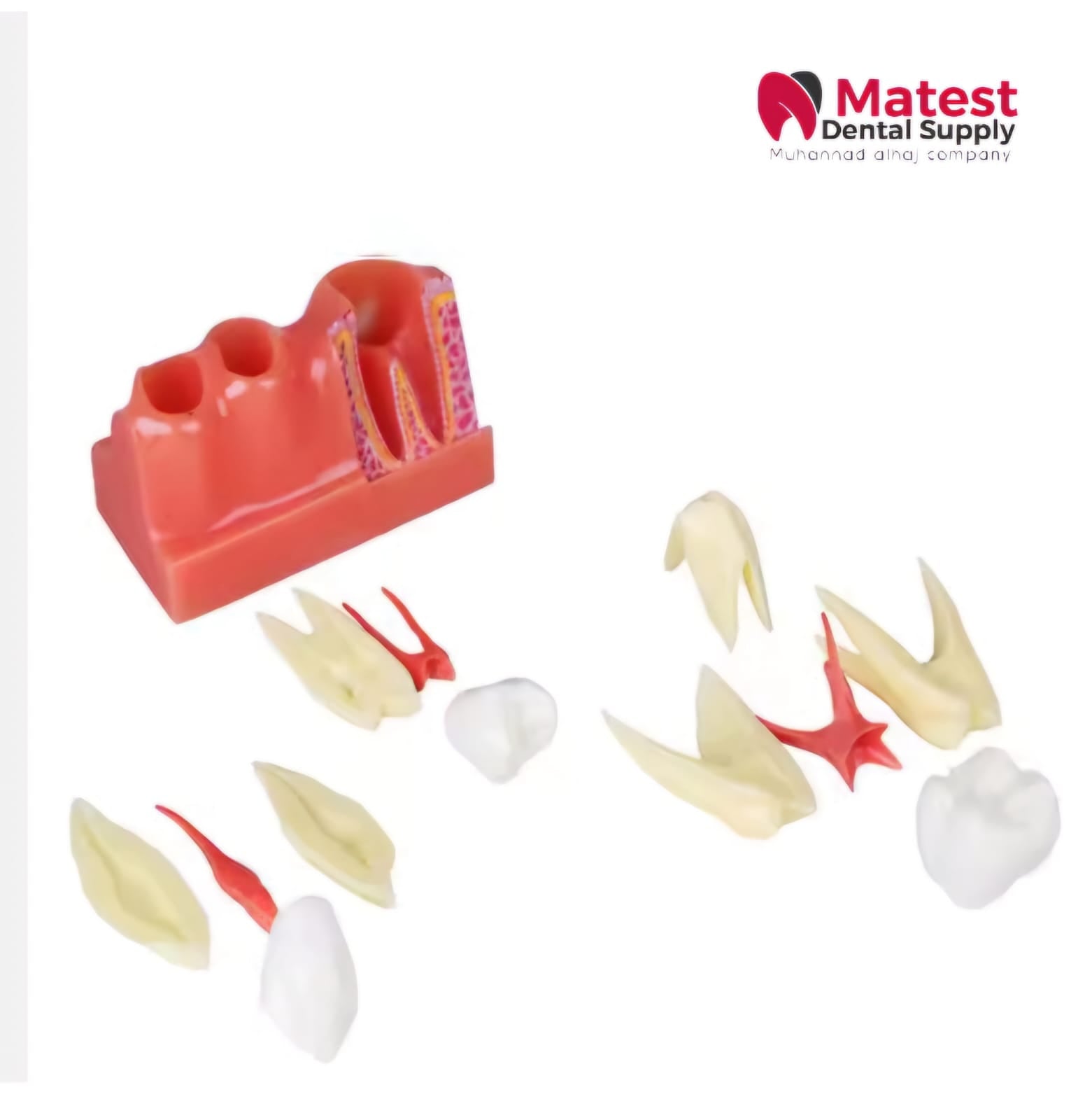 4 Times Dental Model Endodontics Anatomy Model for Dentist